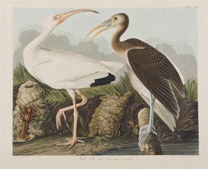 Illustration de 