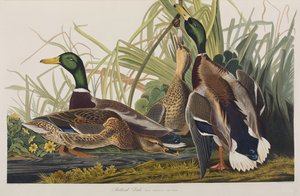 Illustration de 