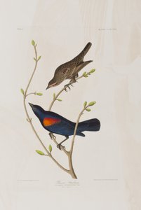 Illustration de 