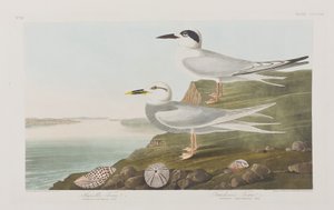 Illustration de 
