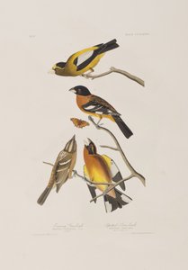 Illustration de 