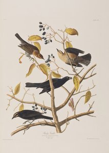 Illustration de 