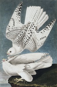 Faucon gerfaut, Falco Islandicus, de "Les Oiseaux d