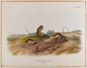 Souris sauteuse