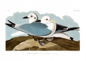  - John James Audubon