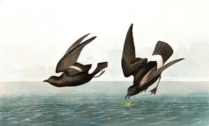 Pétrel tempête, Thalassidroma Pelagica, de "Les Oiseaux d
