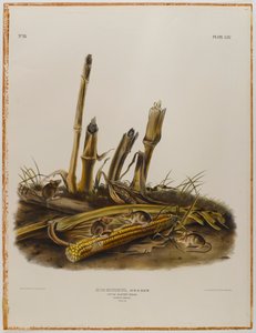 Petite souris des moissons - John James Audubon