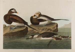 Canard à longue queue, 1836