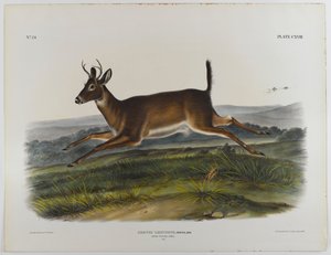 Cerf à longue queue, 1847 - John James Audubon