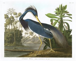 Héron de Louisiane, 1834