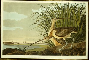 Courlis mâle et femelle à long bec - John James Audubon