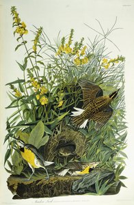 Sturnelle des prés, 1832 - John James Audubon