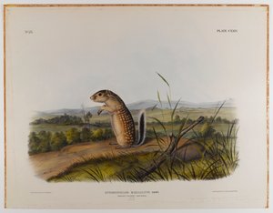 Écureuil marmotte mexicain