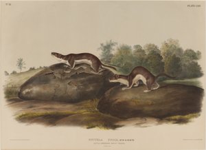 Mustella Fusca - John James Audubon