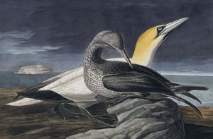 Fou de Bassan, Morus Bassanus, de "Les Oiseaux d