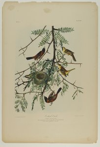 Oriole des vergers, imprimé par Julien Bien et publié par Roe Lockwood & Son, 1861