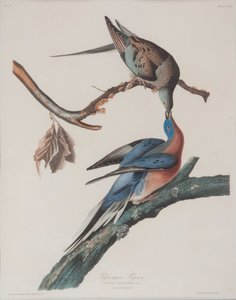 Pigeon passager - John James Audubon