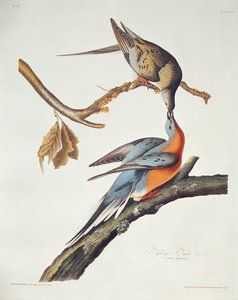 Pigeon migrateur, de 