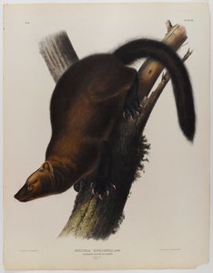 Martre de Pennant - John James Audubon