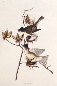 Moucherolle Pewit. Des Oiseaux d