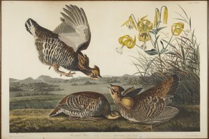  - John James Audubon