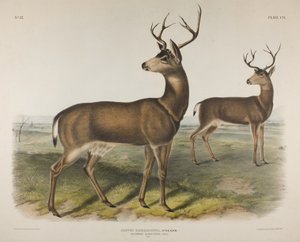 Planche 106. Cervus Richardsonii, Aud & Bach. Cerf à queue noire de Colombie, 1848 - John James Audubon