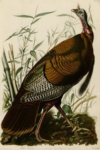 Planche 1 de Birds of America représentant un dindon sauvage - John James Audubon