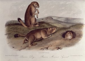 Chien de prairie de 