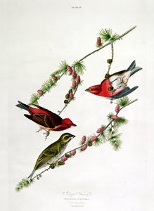 Roselin pourpré, de 