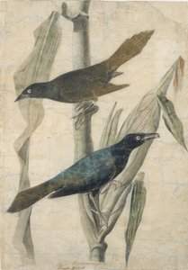 Quiscale pourpre - John James Audubon
