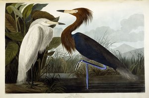 Héron pourpré, vers 1835 - John James Audubon