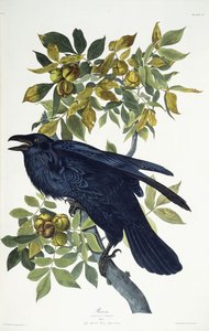 Corbeau