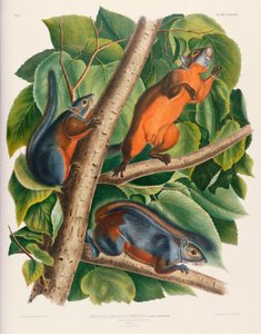 Écureuil à ventre rouge - John James Audubon