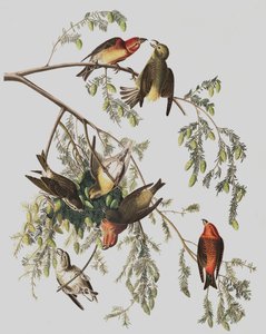Bec-croisé des sapins, Loxia Curvirostra, de "Les Oiseaux d