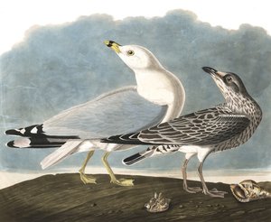 Goéland à bec cerclé, Larus Delawarensis, de "Les Oiseaux d