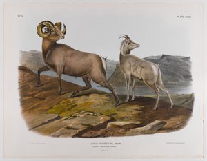 Mouton des montagnes Rocheuses, 1845
