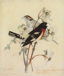 Cardinal à poitrine rose, 1938 - John James Audubon