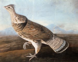 Oie huppée, vers 1812
