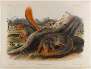 Écureuil de Say - John James Audubon