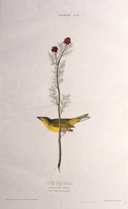 Selbys Fly Catcher. Des Oiseaux d