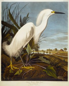 Héron neigeux ou Aigrette neigeuse - John James Audubon