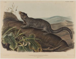 Spermophilus Macrourus (Écureuil à grande queue) - John James Audubon
