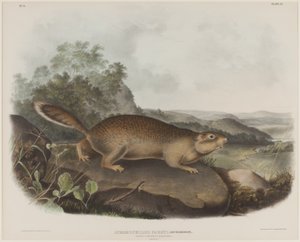 Spermophilus Parry (Écureuil marmotte de Parry)