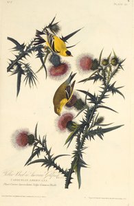 Le Chardonneret jaune américain. De Les Oiseaux d