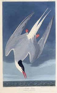 La sterne arctique. De Les Oiseaux d
