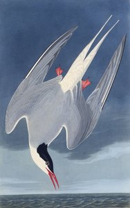 La sterne arctique. De Les Oiseaux d