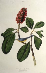 La paruline du Canada. De Les Oiseaux d