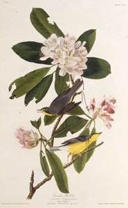 La Paruline du Canada. De Les Oiseaux d