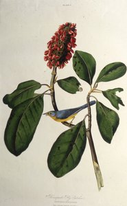 La Paruline du Canada. De Les Oiseaux d