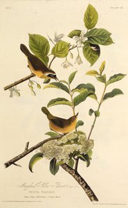 Le Paruline du Maryland. De Les Oiseaux d